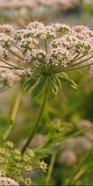 Melanoselinum decipiens