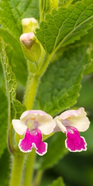 Melittis melissophyllum 'Royal Velvet Distinction'