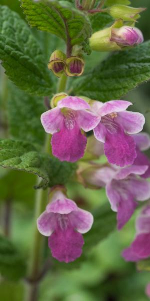 MELITTIS melissophylum 'Cyclamenroze'