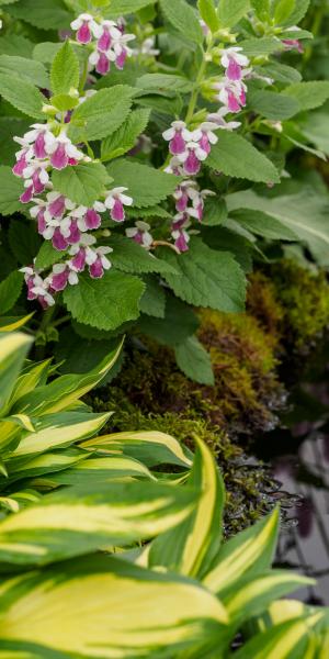 Melittis melissophyllum 'Royal Velvet Distinction'