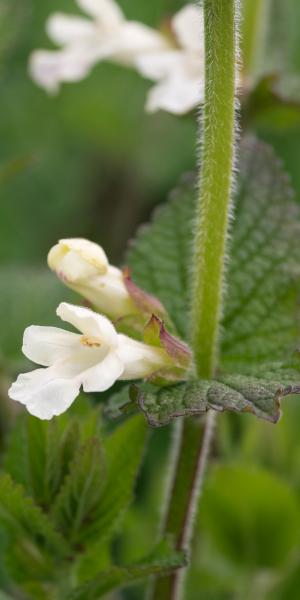 MELITTIS 'Alba'