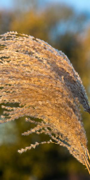 Miscanthus sinensis 'Malepartus' - plumes in winter