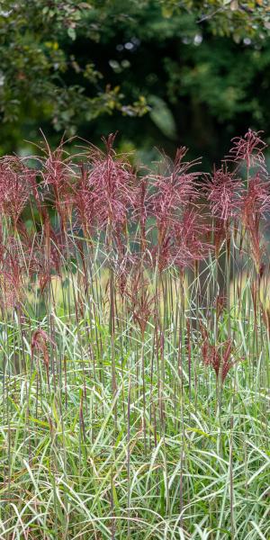 Miscanthus sinensis 'Malepartus' - plants on the nursery producing their first flower plumes. 