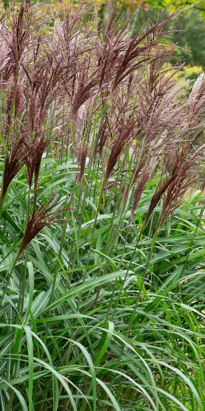 A mature specimen of Miscanthus sinensis 'Malepartus'. 