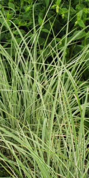 MISCANTHUS sinensis 'Morning Light' 