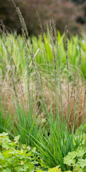 MOLINIA caerulea subsp. caerulea 'Moorhexe'