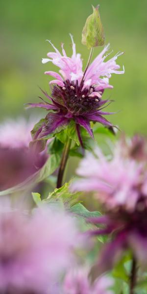 MONARDA 'Beauty of Cobham'