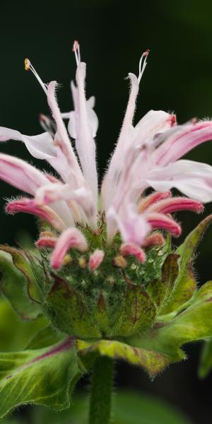 MONARDA 'Fishes'