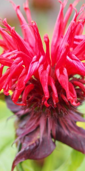 MONARDA 'Jacob Cline'