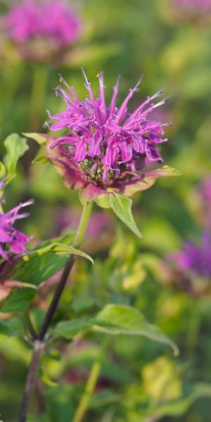 MONARDA 'Prairienacht'