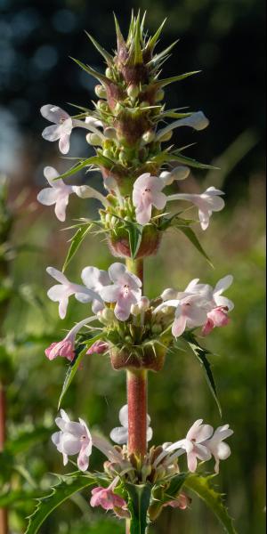 Morina longifolia 