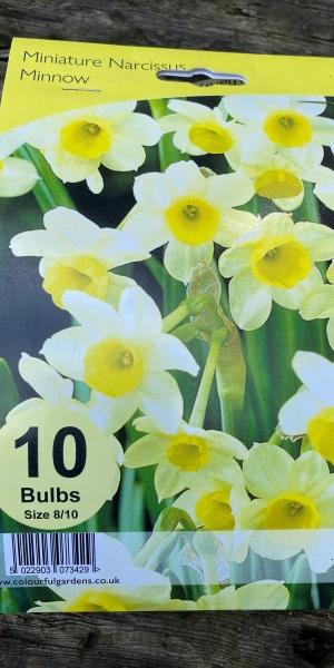 Narcissus 'Minnow'