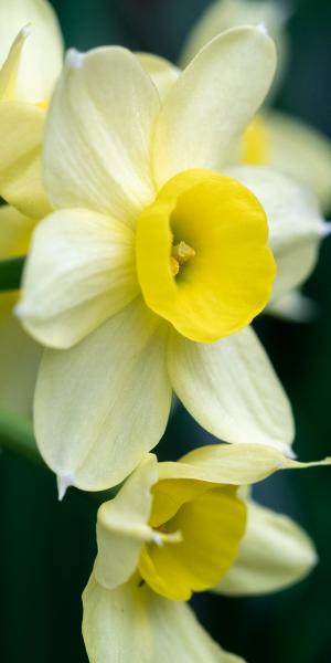 Narcissus 'Minnow'