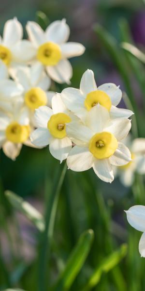 Narcissus 'Minnow'