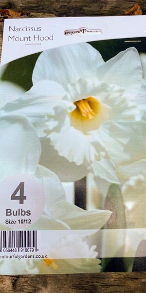Narcissus 'Mount Hood' (1)