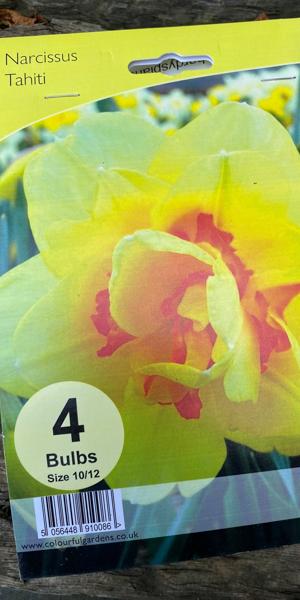 Narcissus 'Tahiti' (4)