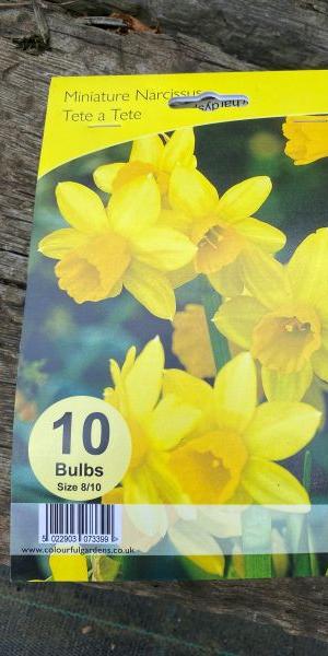 Narcissus Tete-a-Tete 