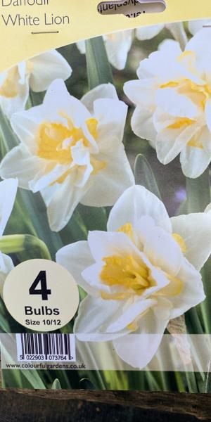 Narcissus 'White Lion' (4)