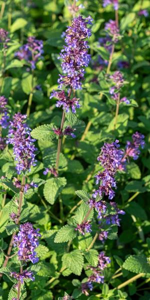 Nepeta 'Chettle Blue'