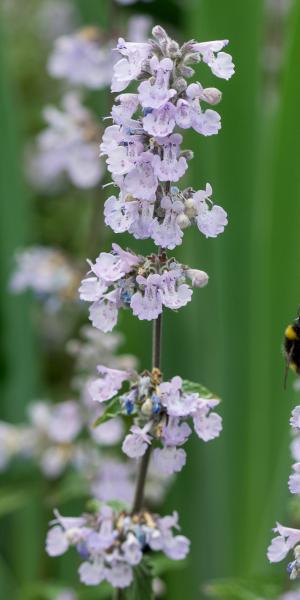 NEPETA x faassenii 'Crystal Cloud'