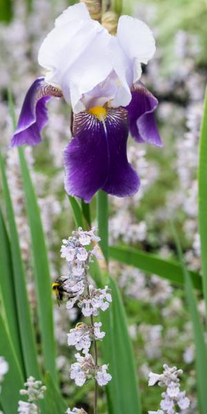 NEPETA x faassenii 'Crystal Cloud'