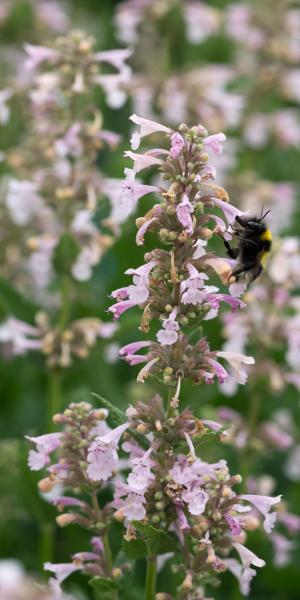 Nepeta grandiflora 'Dawn to Dusk'