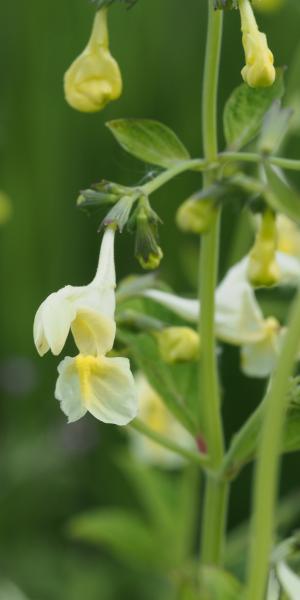 NEPETA govaniana