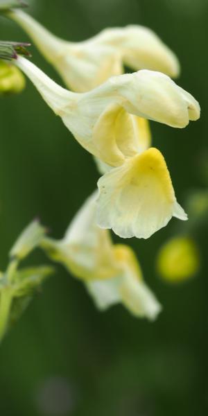 NEPETA govaniana