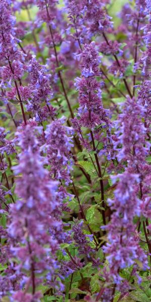 Nepeta grandiflora 'Bramdean'