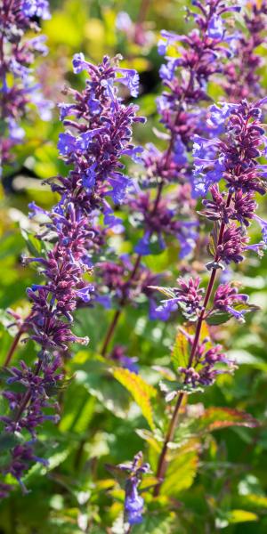 NEPETA italica