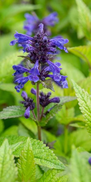 Nepeta Neptune ('Bokratune')