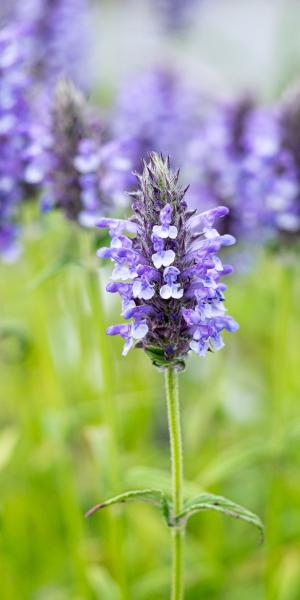 NEPETA nervosa