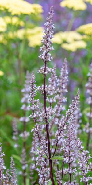 NEPETA nuda