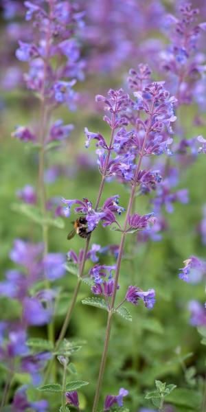 NEPETA 'Six Hills Giant' 