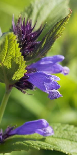 NEPETA  subsessilis 'Blue Dreams' 