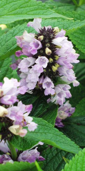 NEPETA subsessilis 'Pink Dreams'