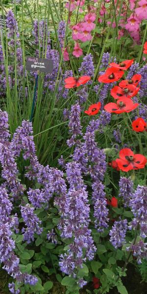 NEPETA grandiflora 'Summer Magic' 