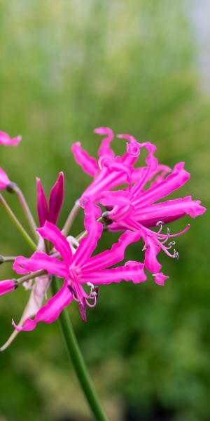 NERINE 'Isobel' 