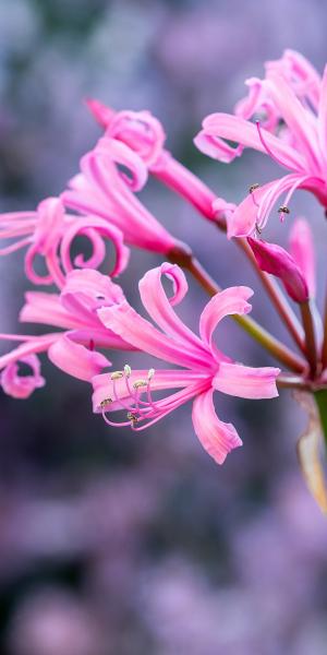 NERINE bowdenii 'Stewart Gilkison' 