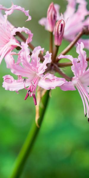 NERINE wellesii pale form