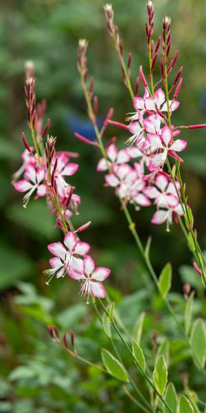 OENOTHERA lindheimeri 'Freefolk Rosy'