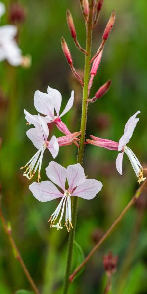 Oenothera 'Rose Fan'