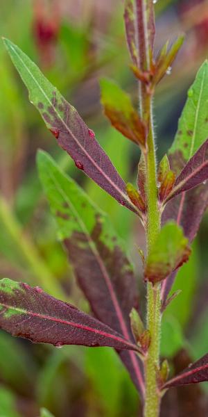 Oenothera 'Rose Fan'