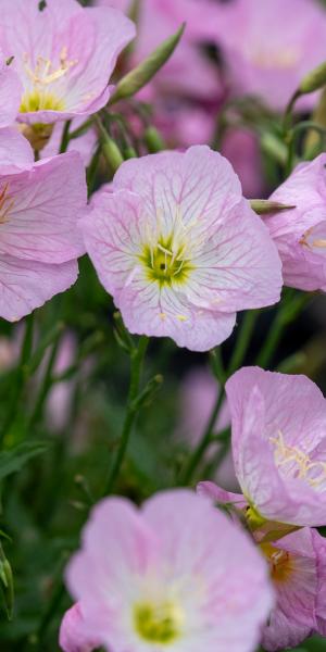 Oenothera speciosa 'Twilight' PBR