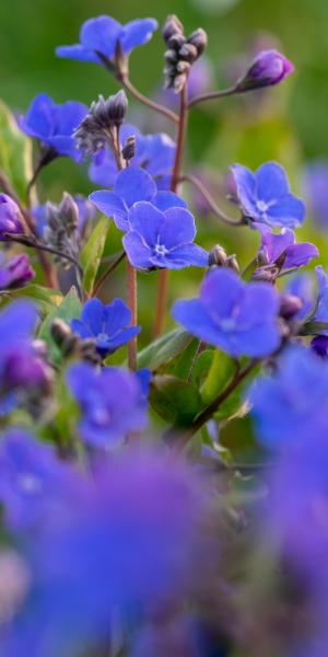 OMPHALODES cappadocica 'Cherry Ingram'