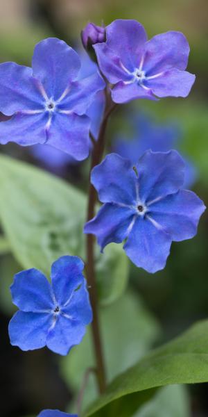 OMPHALODES cappadocica 'Cherry Ingram'