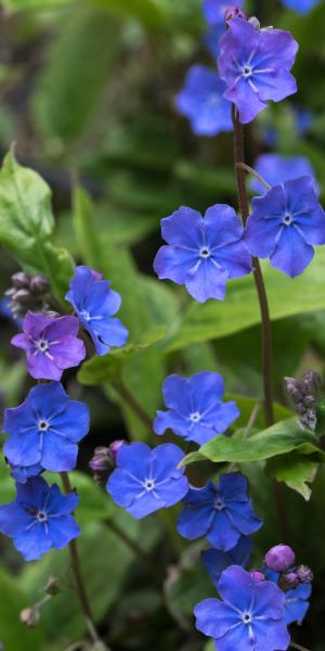 OMPHALODES cappadocica 'Cherry Ingram'