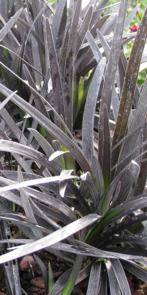 OPHIOPOGON planiscapus 'Black Beard'