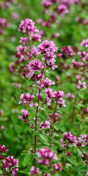 Origanum laevigatum