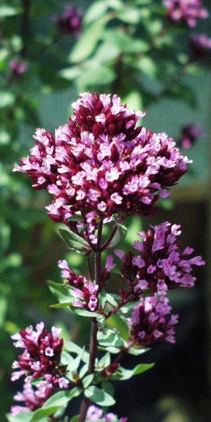 Origanum laevigatum 'Herrenhausen'